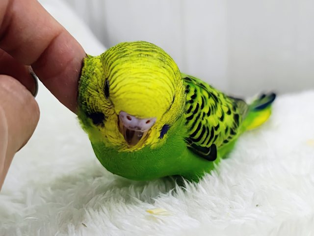 セキセイインコ
