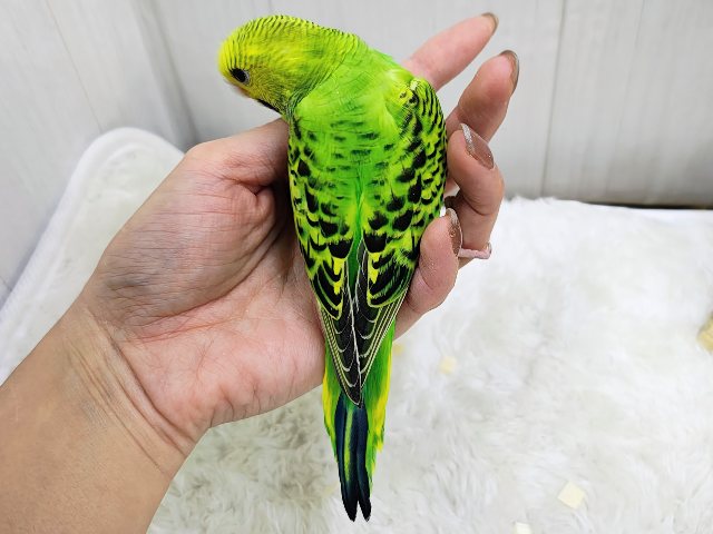 セキセイインコ