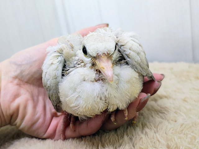 ジュズカケバト