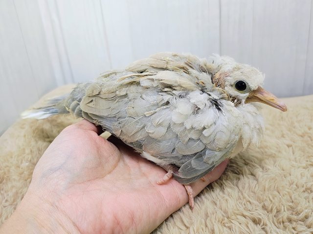 ジュズカケバト