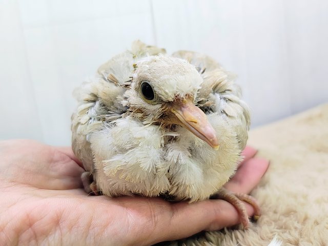 ジュズカケバト