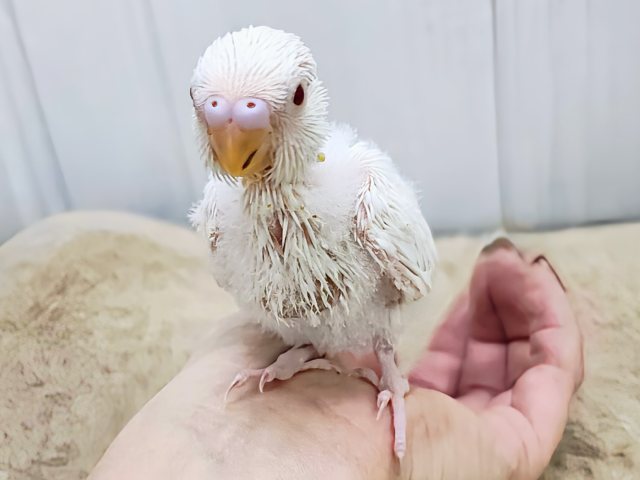 ふわふわマシュマロ☁のセキセイインコのヒナ(アルビノ)入荷しました❤️ セキセイインコ