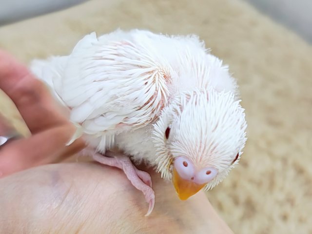 ふわふわマシュマロ☁のセキセイインコのヒナ(アルビノ)入荷しました❤️ セキセイインコ