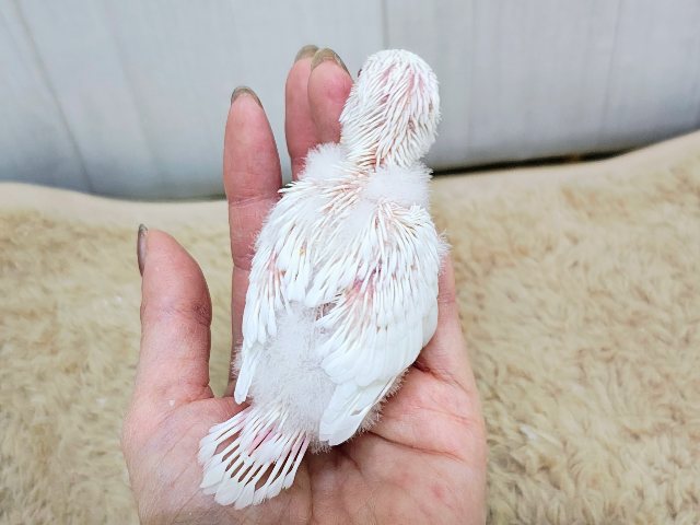ふわふわマシュマロ☁のセキセイインコのヒナ(アルビノ)入荷しました❤️ セキセイインコ