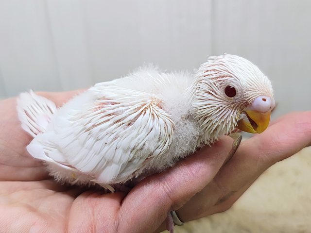 ふわふわマシュマロ☁のセキセイインコのヒナ(アルビノ)入荷しました❤️ セキセイインコ