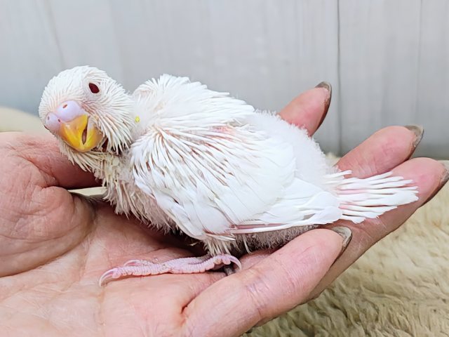 ふわふわマシュマロ☁のセキセイインコのヒナ(アルビノ)入荷しました❤️ セキセイインコ
