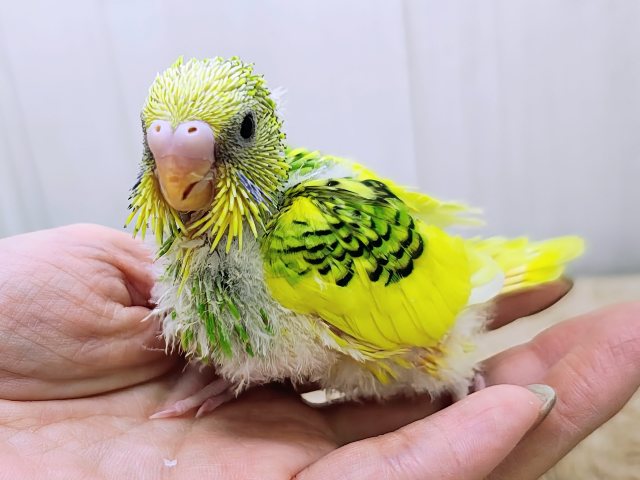 セキセイインコ
