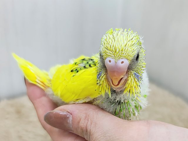 セキセイインコ