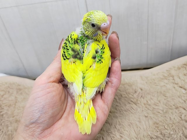 セキセイインコ