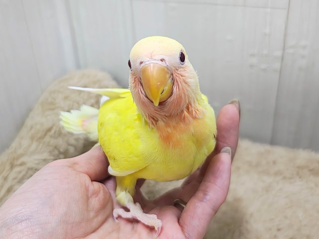コザクラインコ（小桜インコ）