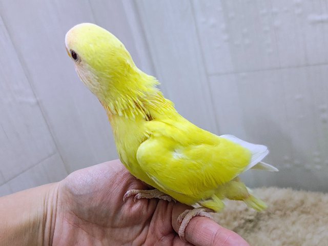 コザクラインコ（小桜インコ）