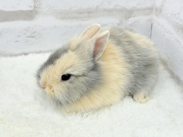 ジャージーウーリー