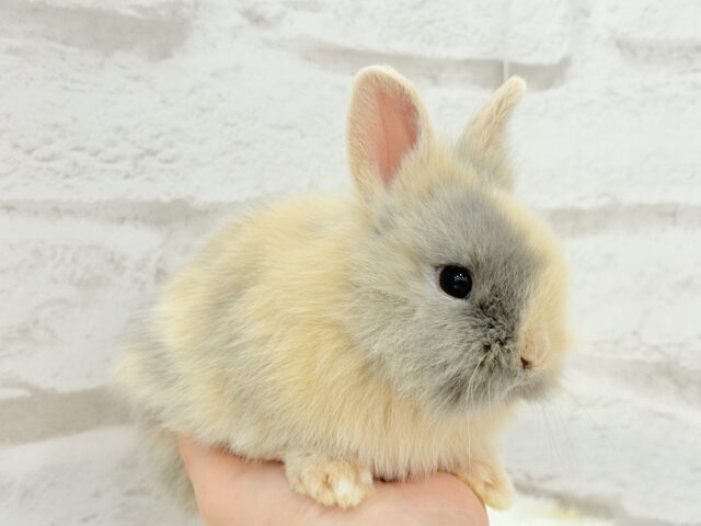 ジャージーウーリー