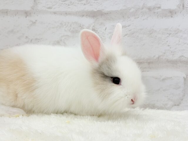 ふわふわ🫧むっちり🐰🤍ジャージーウーリー(男の子) ジャージーウーリー