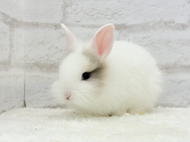 ふわふわ🫧むっちり🐰🤍ジャージーウーリー(男の子) ジャージーウーリー