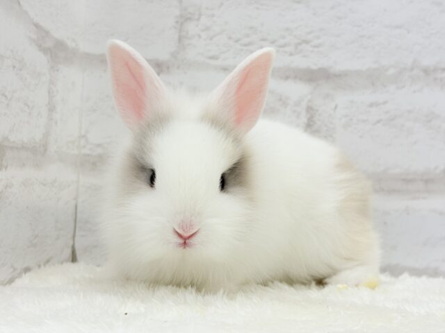 ふわふわ🫧むっちり🐰🤍ジャージーウーリー(男の子) ジャージーウーリー