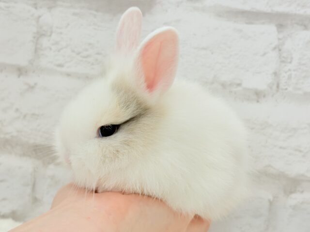 ふわふわ🫧むっちり🐰🤍ジャージーウーリー(男の子) ジャージーウーリー