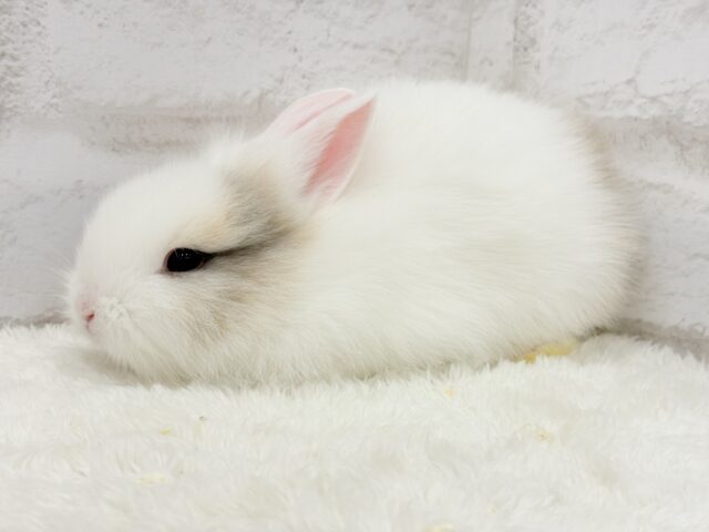 ジャージーウーリー