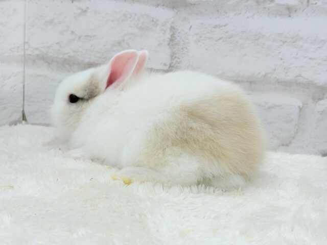 ふわふわ🫧むっちり🐰🤍ジャージーウーリー(男の子) ジャージーウーリー