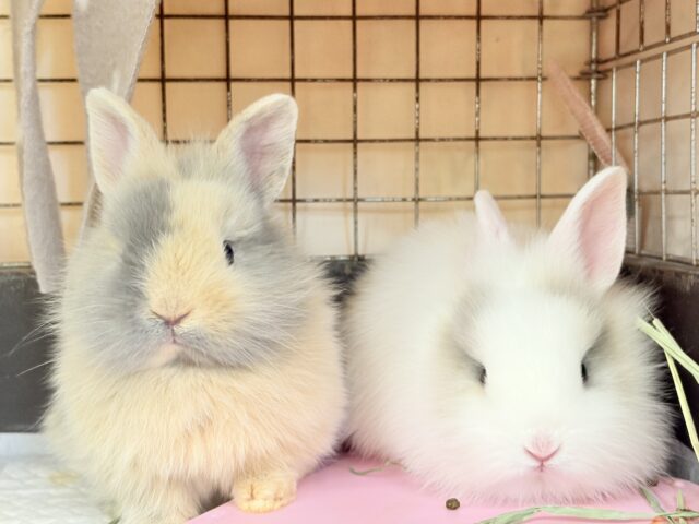 ジャージーウーリー