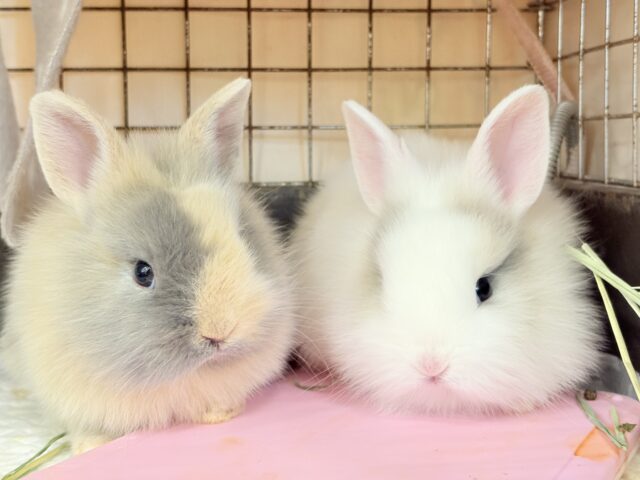 ジャージーウーリー