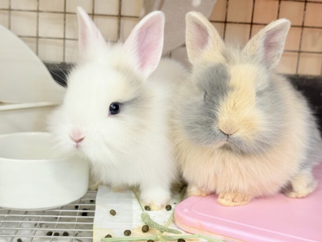 ジャージーウーリー