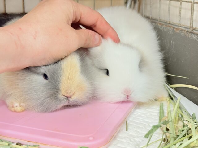 ジャージーウーリー