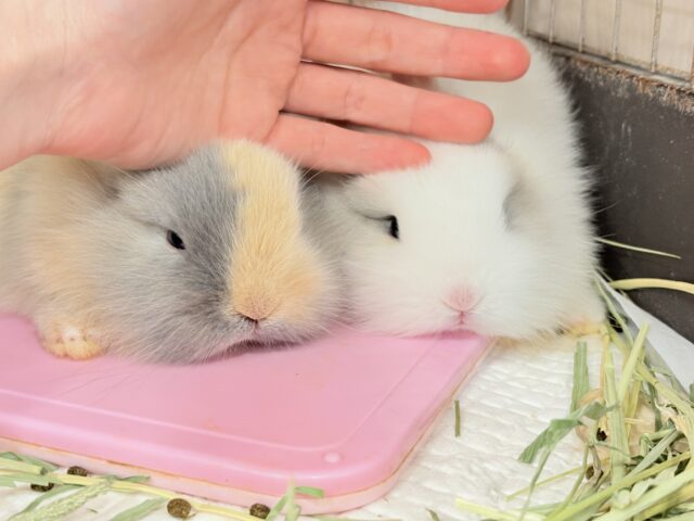 ジャージーウーリー