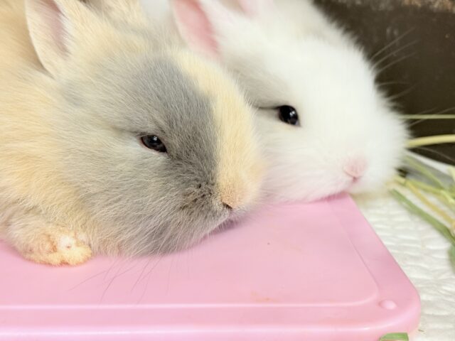 ふわふわ🫧むっちり🐰🤍ジャージーウーリー(男の子) ジャージーウーリー