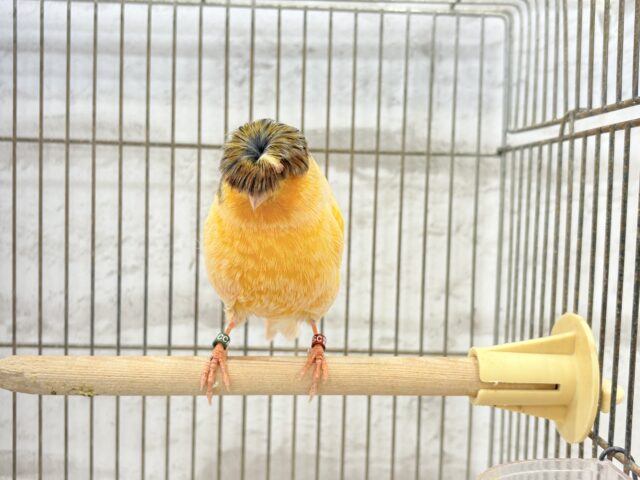 グロスターカナリア