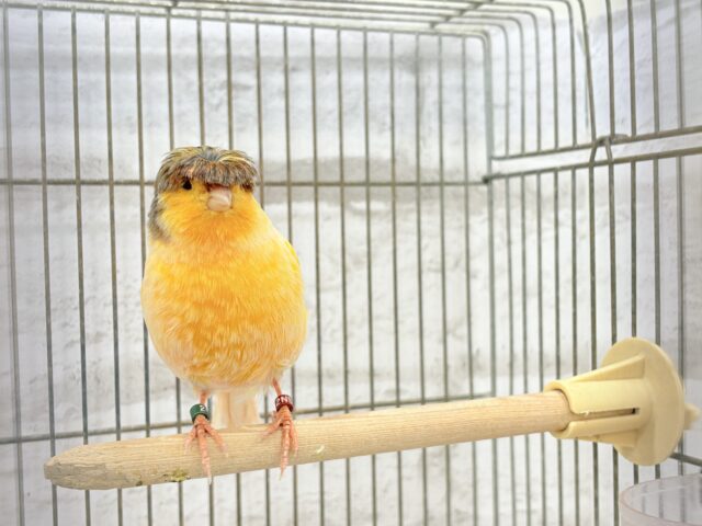 グロスターカナリア