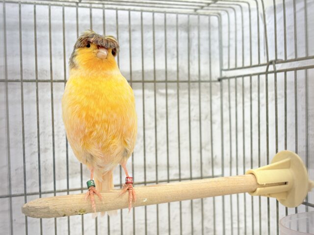 グロスターカナリア