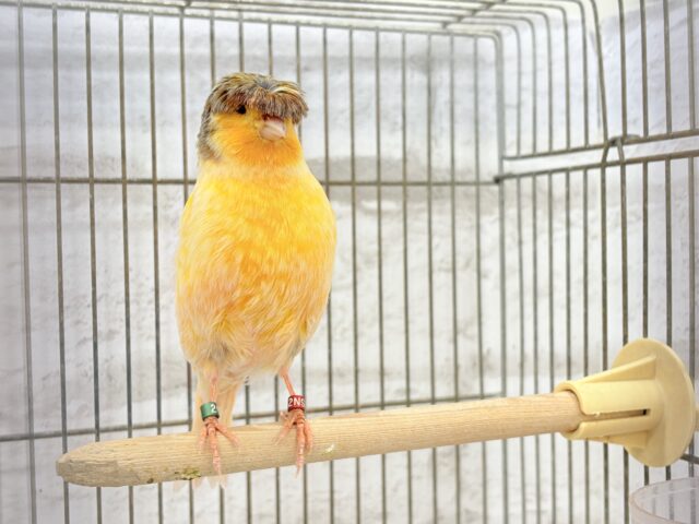 グロスターカナリア