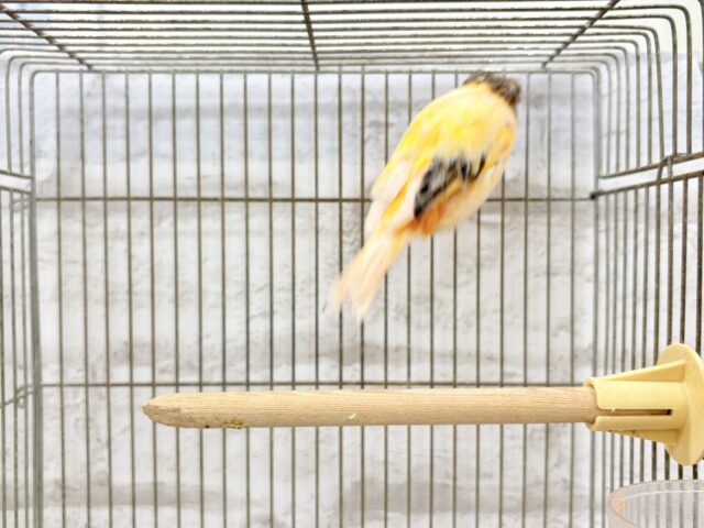 グロスターカナリア