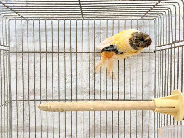 グロスターカナリア