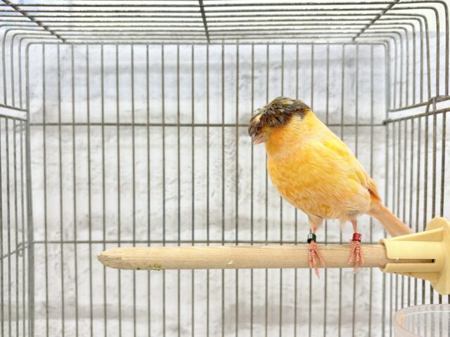 グロスターカナリア