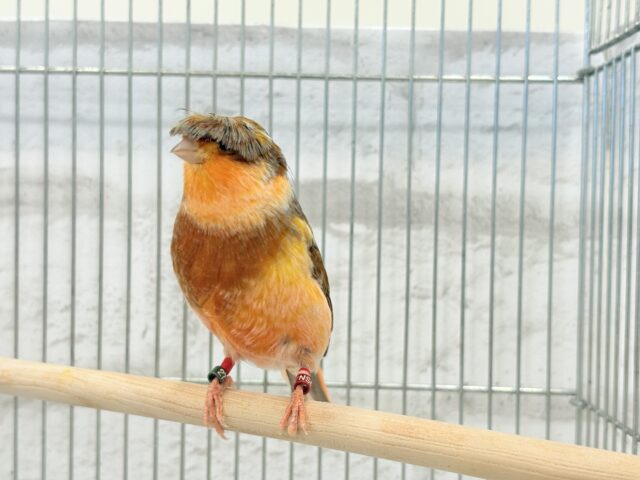 グロスターカナリア