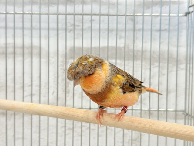 グロスターカナリア