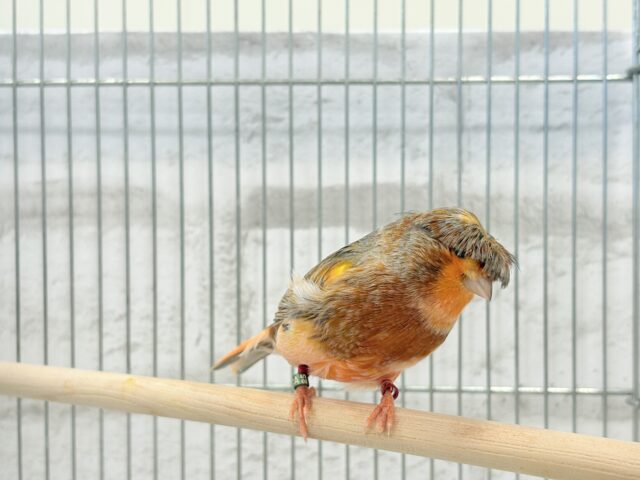 グロスターカナリア