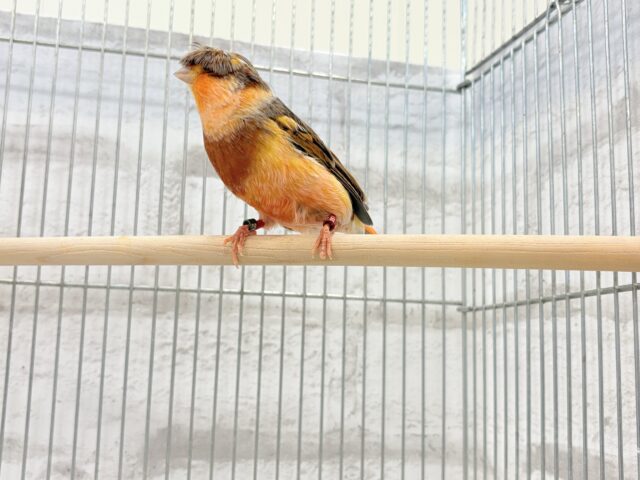 グロスターカナリア