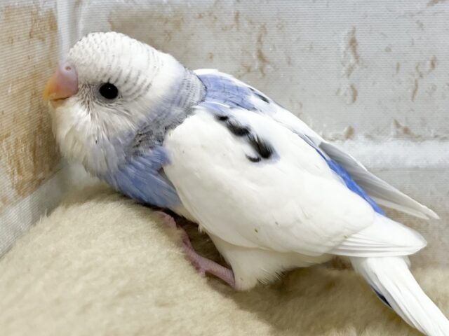 ちょこっと模様が可愛いね💓 セキセイインコ(ブルーパイド) セキセイインコ