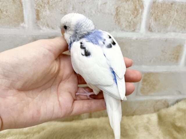ちょこっと模様が可愛いね💓 セキセイインコ(ブルーパイド) セキセイインコ