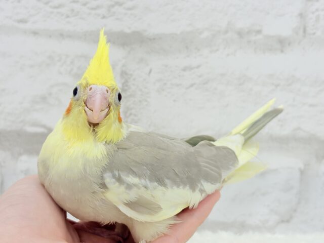 オカメインコ