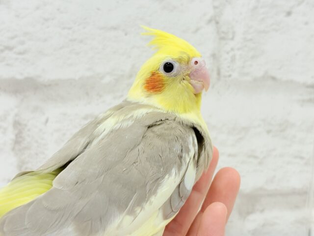オカメインコ
