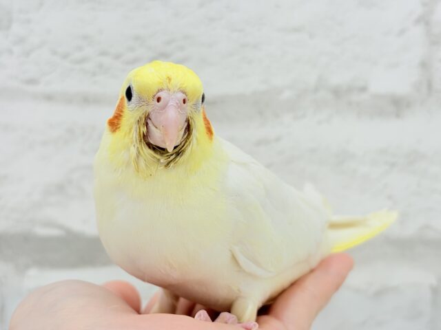 【最新画像更新🪄】オカメ界の人気者~♩♩オカメインコ(ルチノー) ヒナ オカメインコ