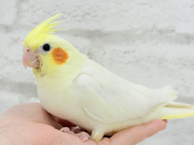 オカメインコ