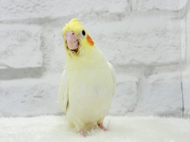 オカメインコ