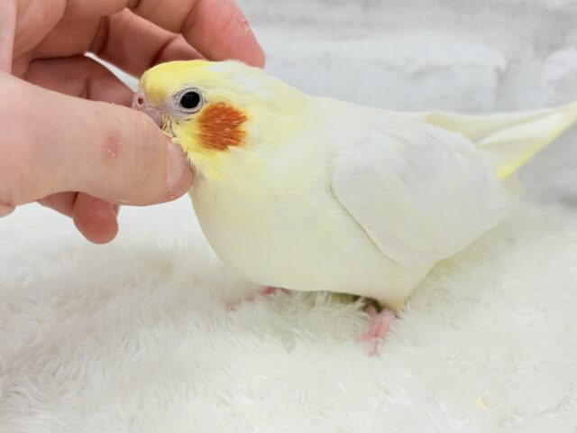 オカメインコ