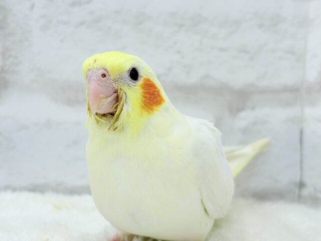 【最新画像更新🪄】オカメ界の人気者~♩♩オカメインコ(ルチノー) ヒナ オカメインコ