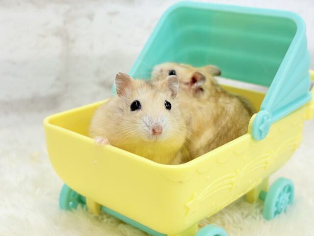 ドワーフハムスターの1種